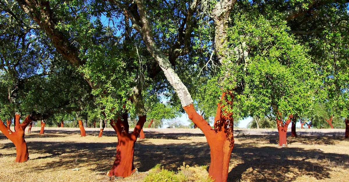 The World's Oldest, Largest Cork Tree The Whistler Tree VinePair
