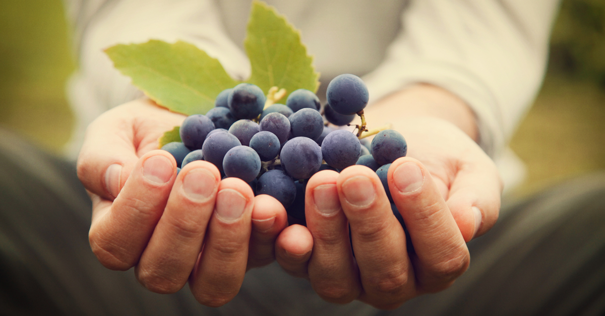 discovering-five-great-organic-wines-vinepair