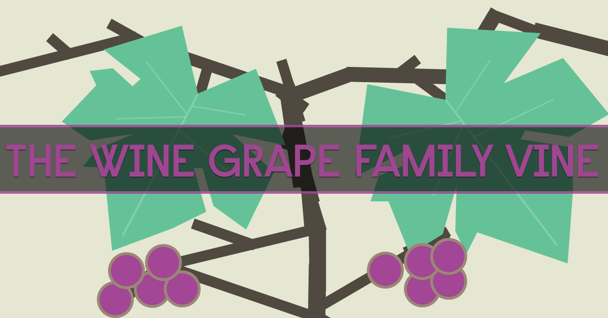 the grape family the grape family
