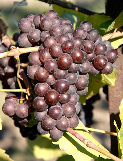 Pinot Grigio comes from Pinot Noir