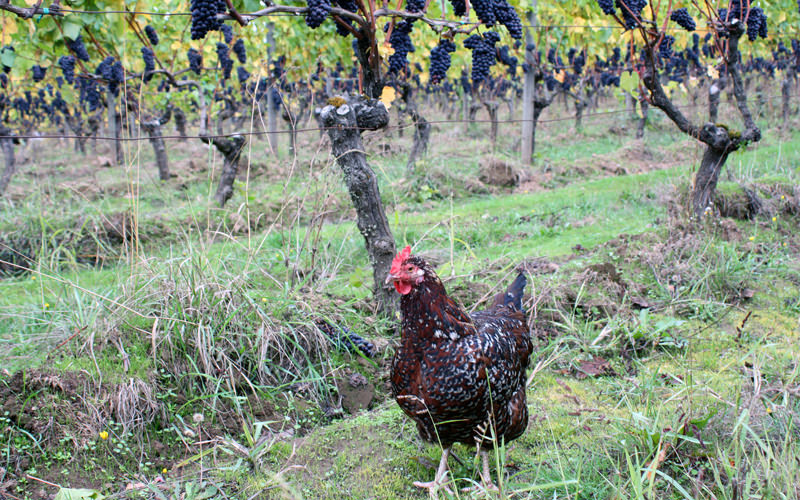 A free-range chicken wandering through an organic vineyard.