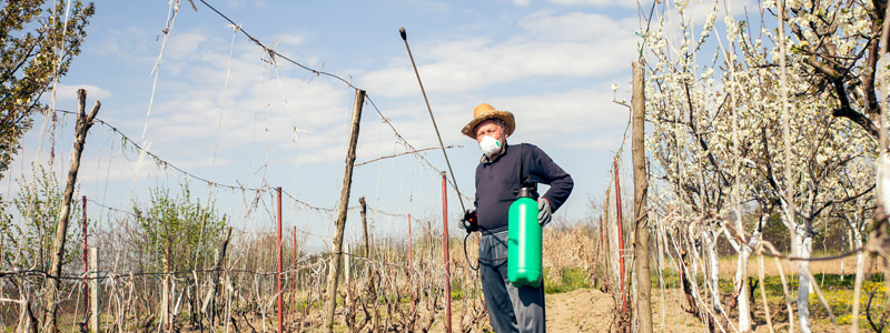 A farmer sprays his vineyard.