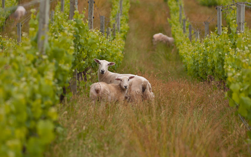 Sheep in an organic vineyard in New Zealand.