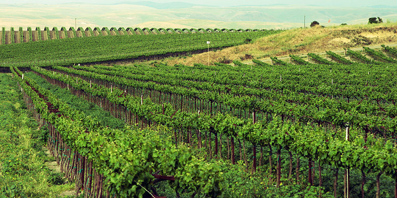 Endless fields of grapes grow in California's fertile Central Valley, like the Reach.