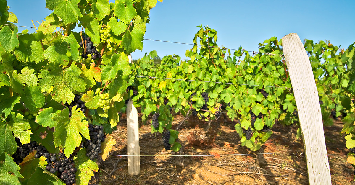 American Beaujolais Homegrown Gamay Wines For Thanksgiving Dinner