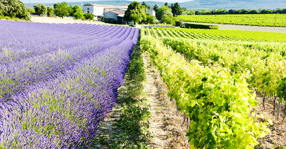 13 Things You Didnt Know About Provençal Rosé Vinepair 