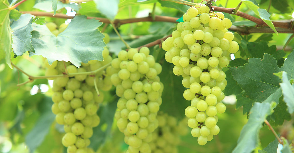 Verdicchio Wine Guide Grapes You Don't Know, But Should Verdicchio