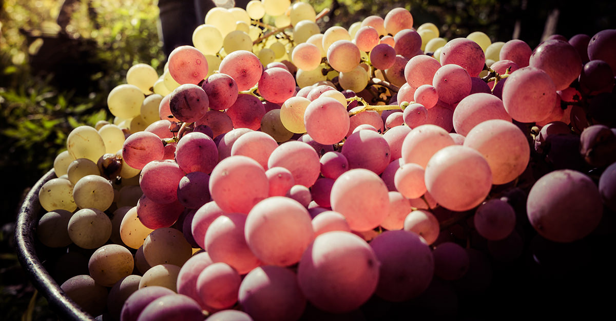 Grapes and online wine