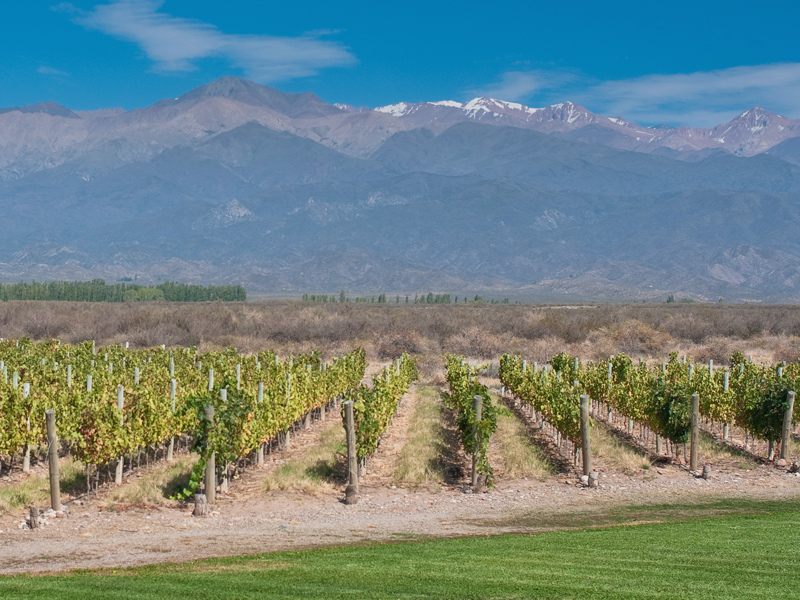 A Vineyard In Mendoza Argentina