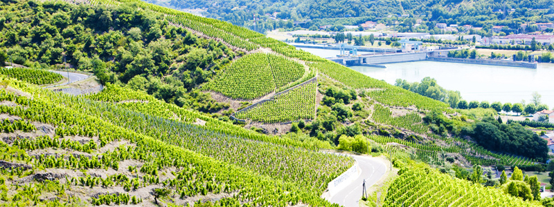 The Grand Cru vineyards near Ampuis, Cote Rotie, Rhone-Alpes, France