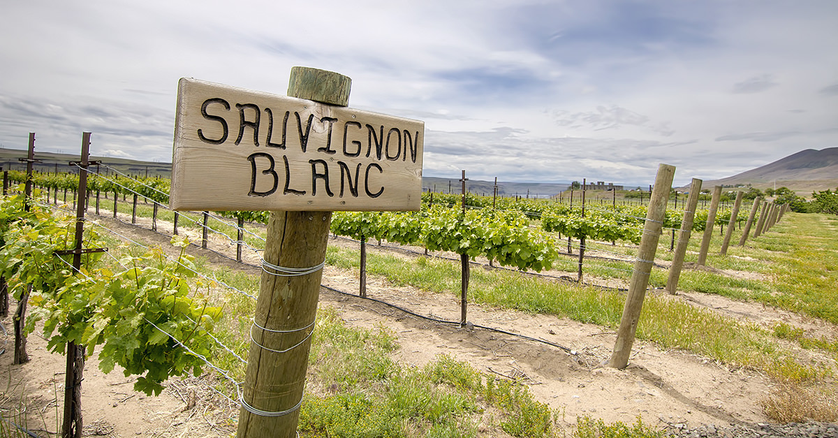 chile-s-sauvignon-blanc-world-class-white-wines-sure-to-please-any