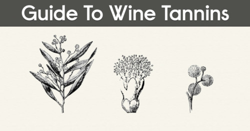 What Is A Tannin? A Guide To Tannins