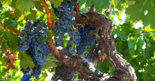 Learn About Zinfandel, Both Red & White