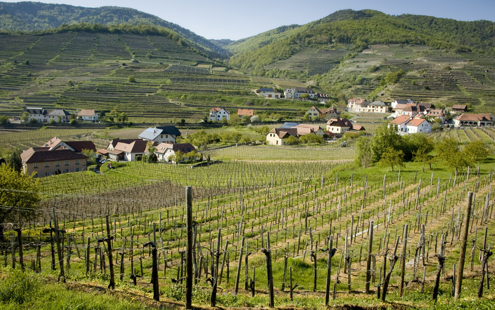 The vineyards of Austria produce the world's best Grüner Veltliners