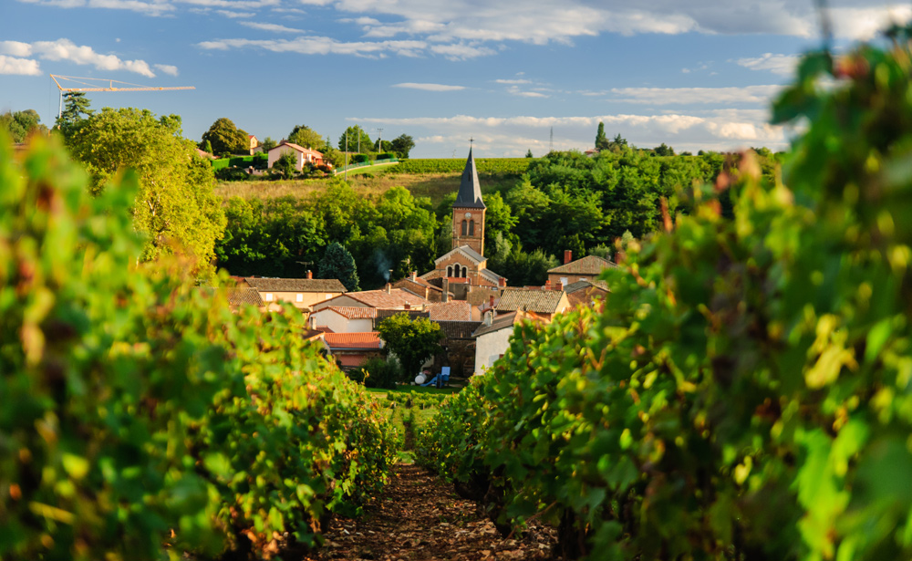 Beaujolais In France