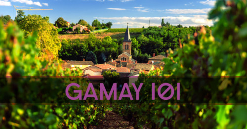 Learn About Gamay Red Wine