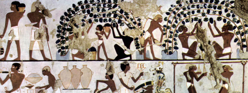 Wine cultivation in ancient Egypt
