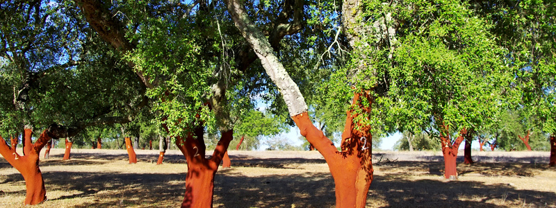 Learn About The Worlds Oldest Largest Cork Tree