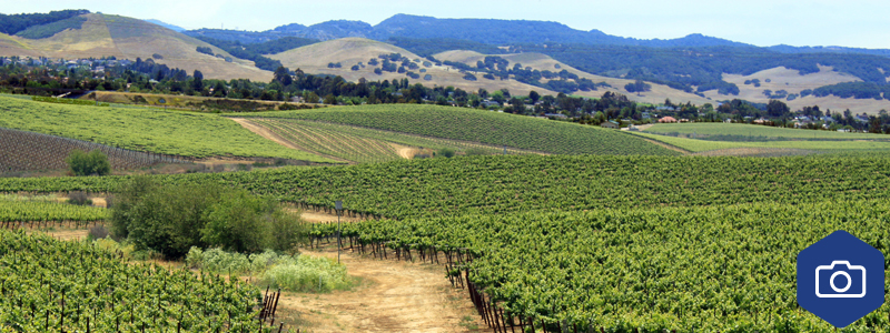 Central Coast CA Wine