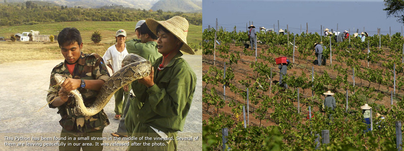 Wine Growing In Myanmar