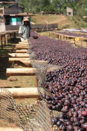 Coffee Beans Being Sorted