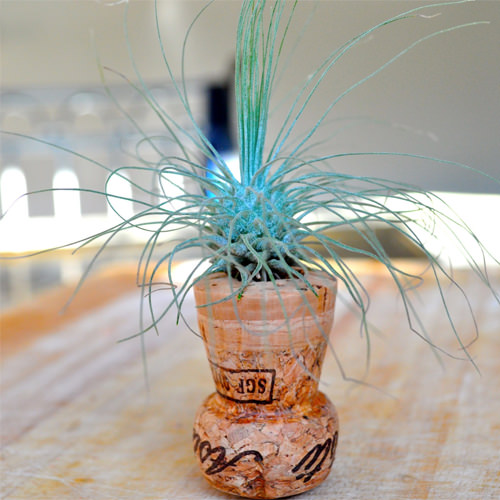 Champagne Cork Planters For Airplants