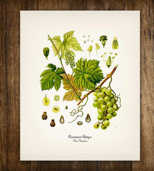 Green Grapes Vintage Botanical Print