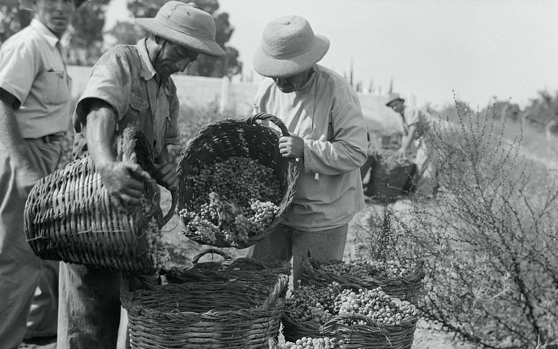 collecting grapes