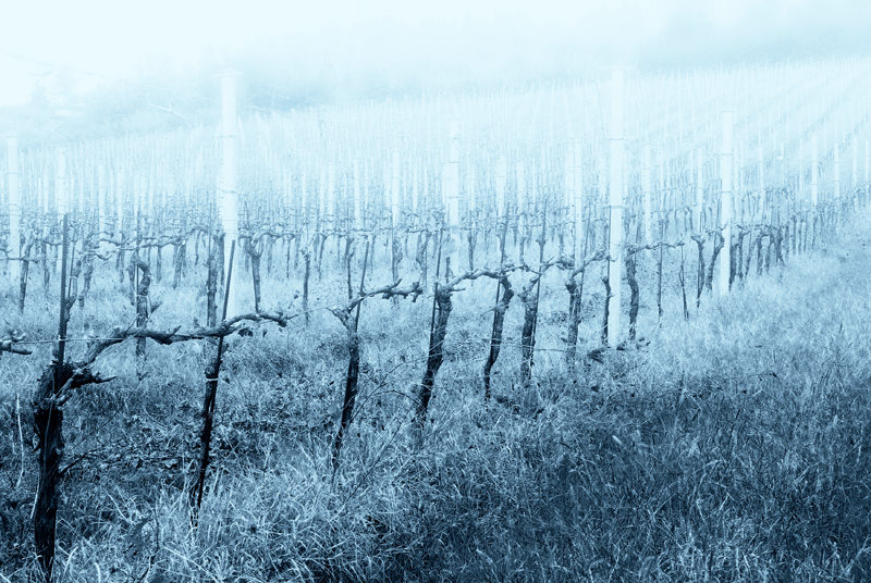 A Pruned Vineyard Shrouded By Fog - Italy