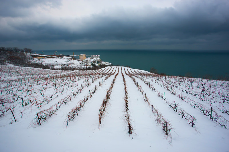 Snow-Covered Vineyard Overlooking A Lake - Italy