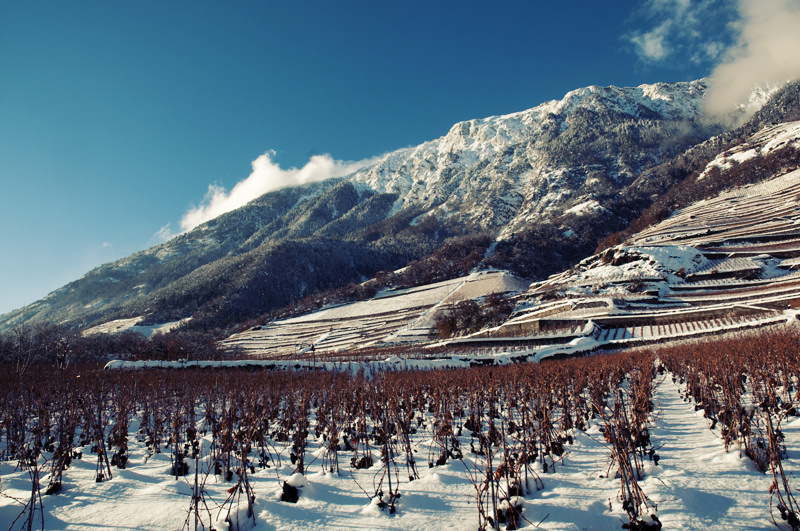 Vineyard in the snow Valais - Switzerland