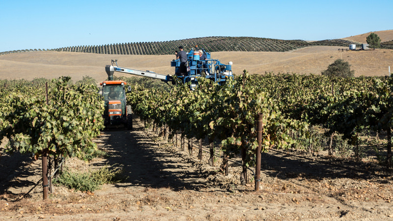 Paso Robles, CA. - October 2014: Despite the severe drought, a mechanical harvester collects a bounty of old Vine Zinfandel grapes from a California vineyard.