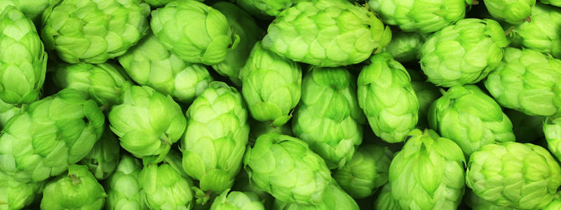 The Difference Between A Pale Ale And An Ipa Vinepair