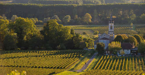 Learn About Sauternes White Wine