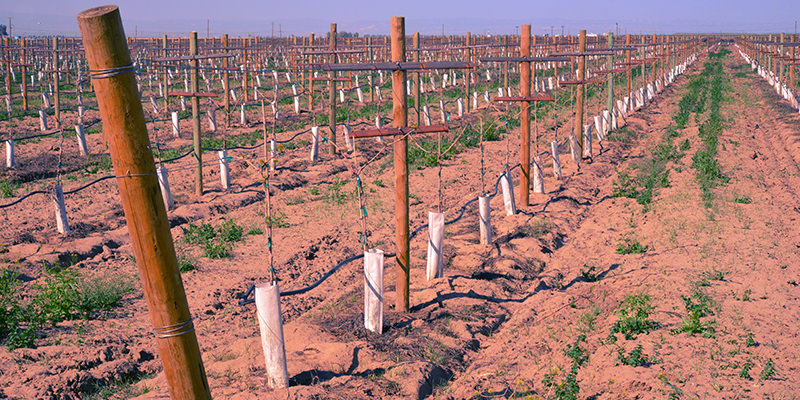 Dry farming could be California's drought solution.