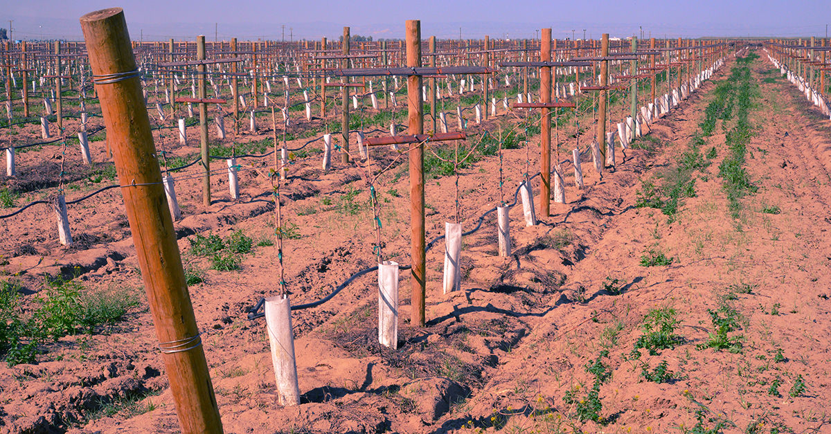 california-s-winemakers-figured-out-how-to-beat-epic-droughts-over-100