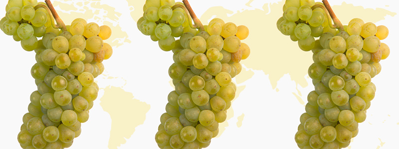 A complete guide to the best places for Sauvignon Blanc