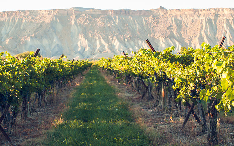 A vineyard in Colorado