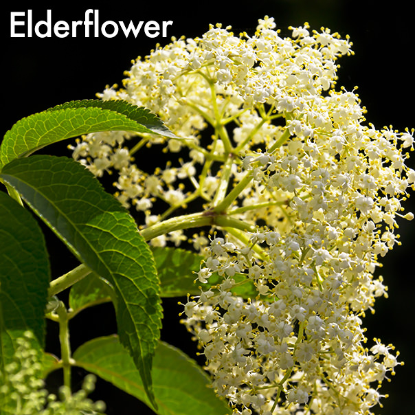 Taste elderflower by drinking