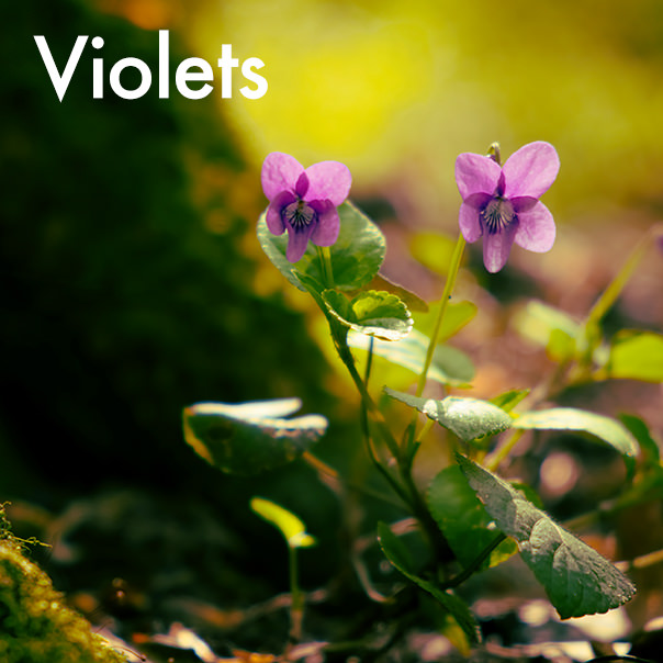 Taste violets with alcohol