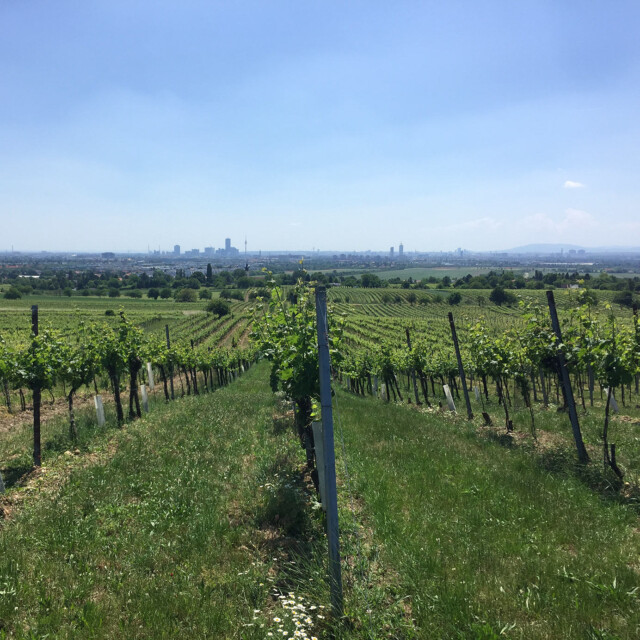 Farm To Table In Vienna: The Unique Beauty Of Europe’s Last Great Urban Vineyards