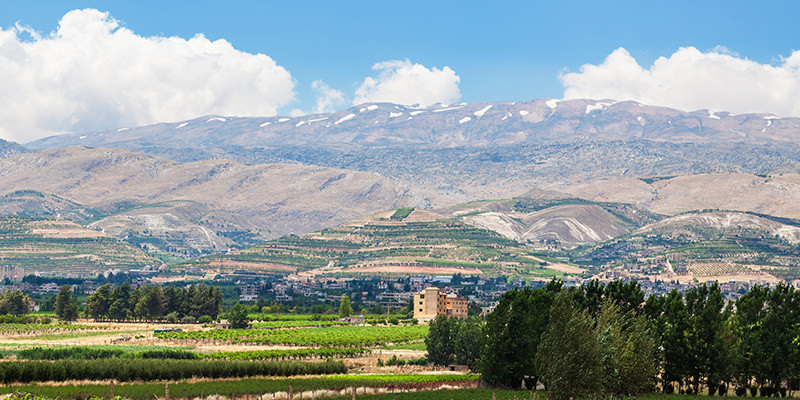 Growing Wine In The Bekaa Valley In The Age Of ISIS