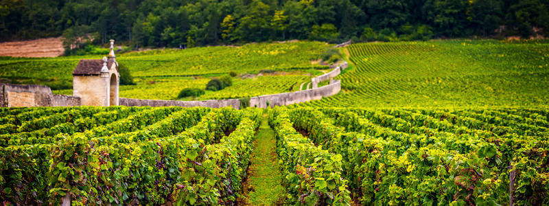 Myth Busted: Pinot Noir Is Not The Only Grape That's Legal For Making Red Wine In Burgundy