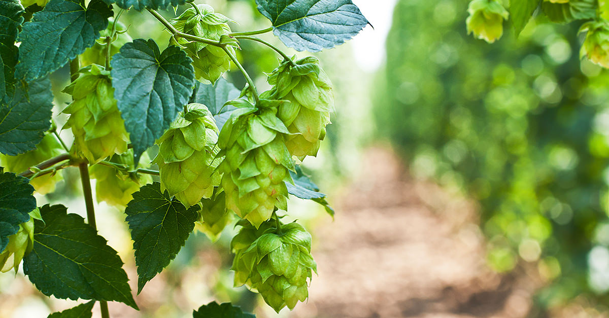 The Of Hops In Beer | Guide To Hops