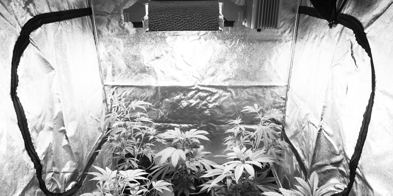 Marijuana Grow House