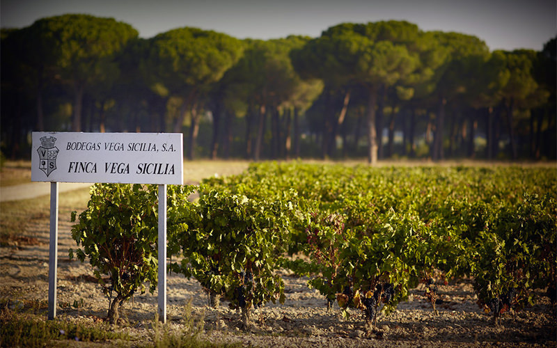 Visit The Famed Vineyards Of The Golden Mile In Ribera del Duero