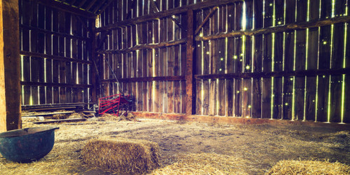 Barnyard Odors In Your Wine Can Actually Be A Good Thing | VinePair