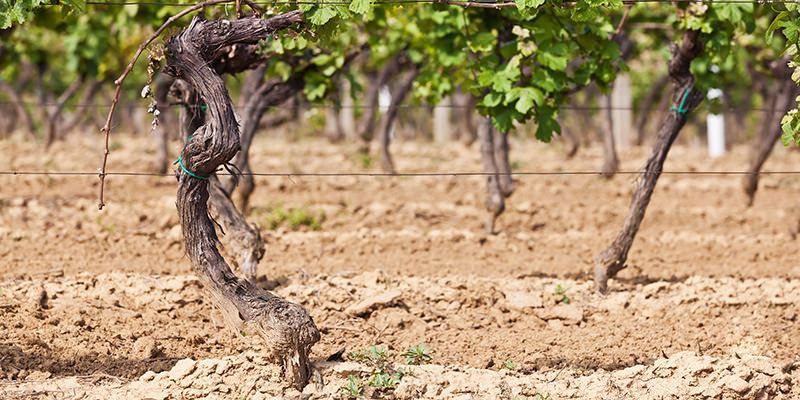 Bad Soil Makes Good Wine