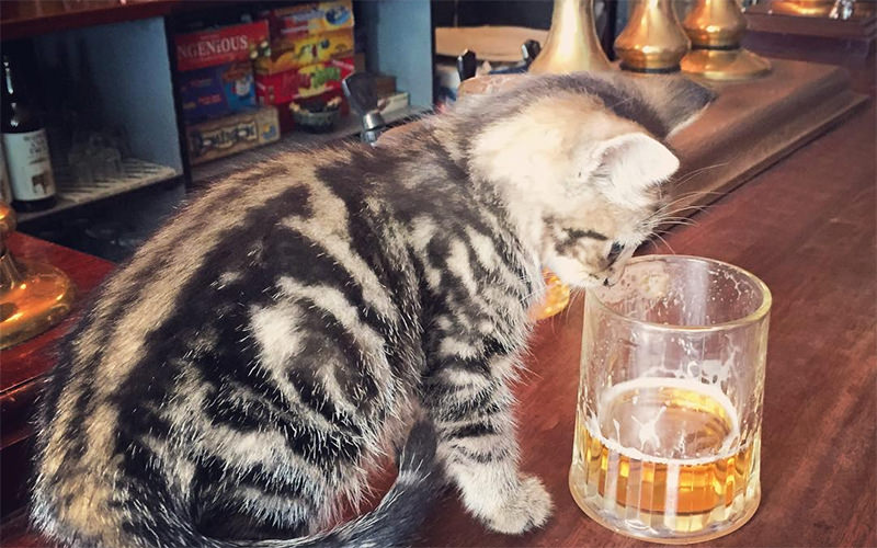There's A Pub In England With 15 Cats