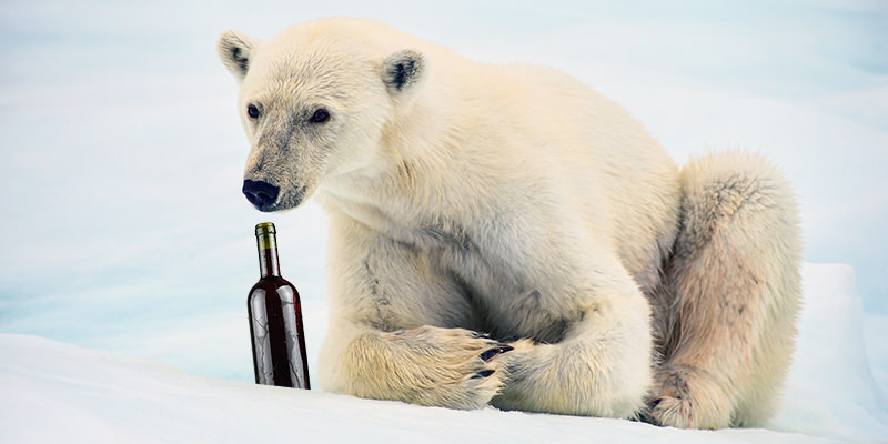Polar Bear Wine Party